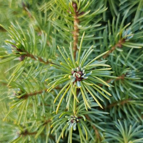 Picea Glauca Var Albertiana Conica Alberta Spruce Conica