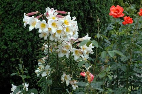 Lilium Regale Regal Lily Garden Center Marketing