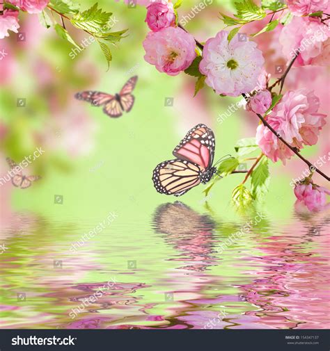 Real Pink Butterflies On Flowers