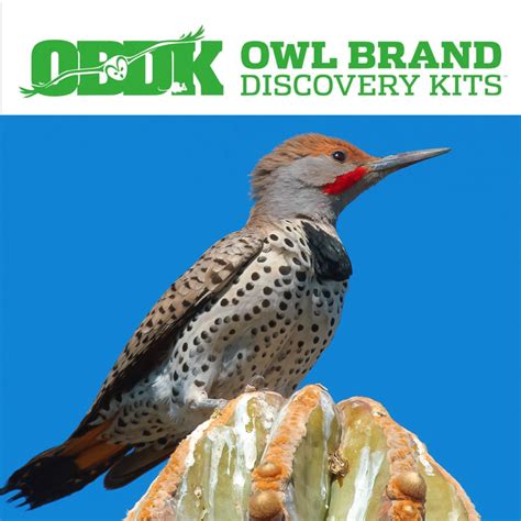 Deep Dive Gilded Flicker Owl Brand Discovery Kits