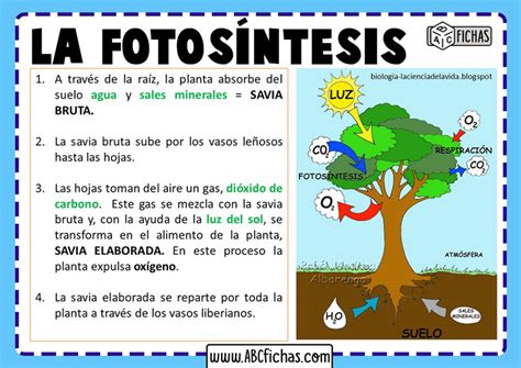 La Fotos Ntesis Explicacion Y Partes Del Proceso