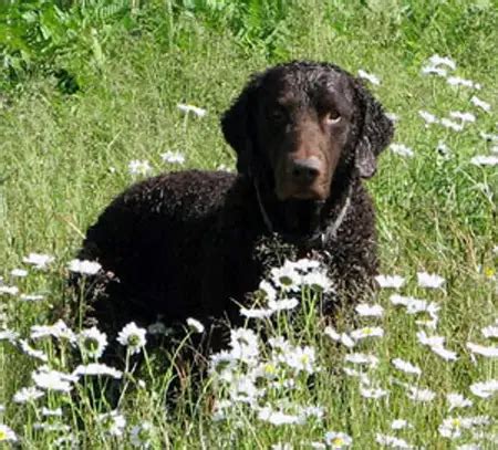 Curly Coated Retriever