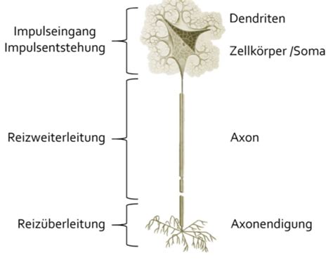 ZNS Karteikarten Quizlet