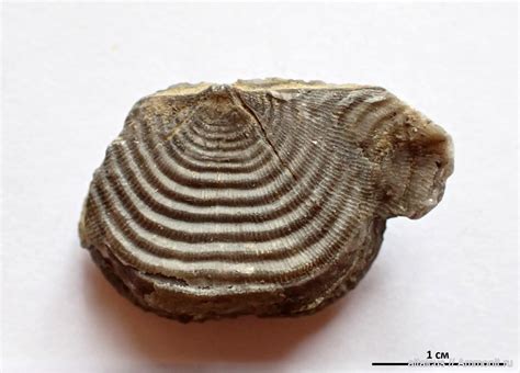 Leptaena rhomboidalis - Силур Западного Алтая