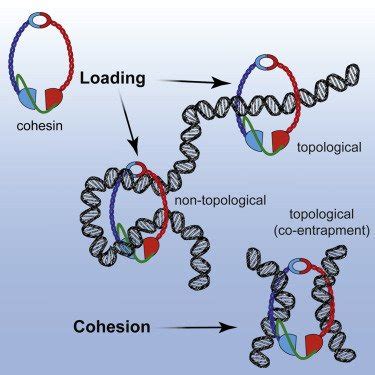 Cell At CellPress On Twitter Think You Know Cohesin Think Again In