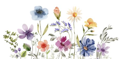 Border Multicolored Flowers Watercolor Illustration For Design