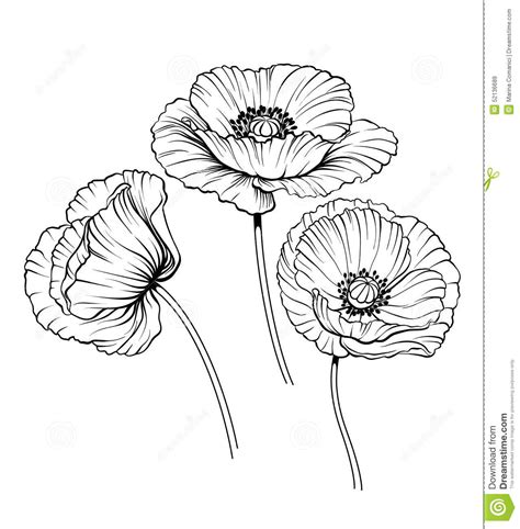 Poppy Drawing at GetDrawings | Free download