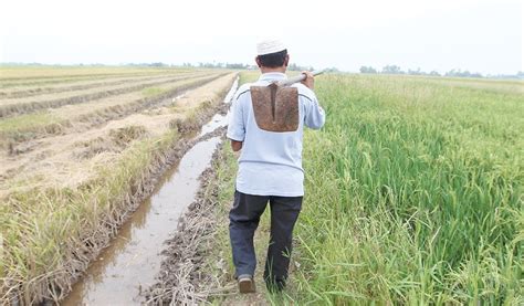 Industri Padi Negara Harian Metro