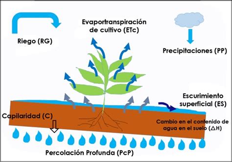 Cuánta agua requiere la agricultura de la región Determinación de la