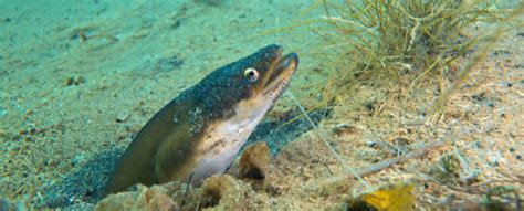 Scientists Track Eels to Their Ocean Breeding Grounds in World-First : ScienceAlert