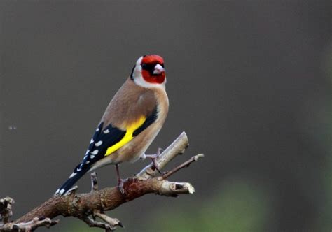 Perawatan Burung Kutilang Agar Rajin Berkicau Haluan Lifestyle