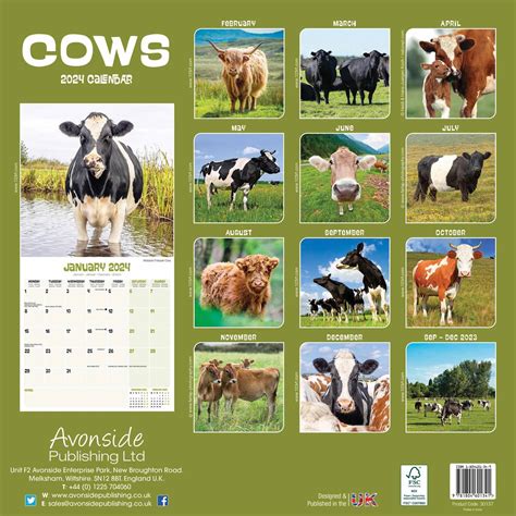 2024 Cows Cows Cows Special Edition Wall Calendar 2024 Wilow Siouxie