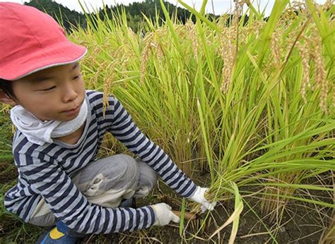 高槻市立樫田小学校で児童が一足早い稲刈り体験 高槻市のプレスリリース