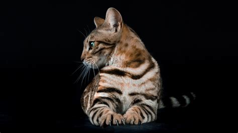 Lepardland White Night Gato Bengal Lepardland