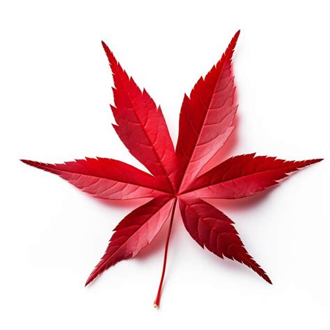 Premium Photo Isolated Of A Bright Red Japanese Maple Leaf On Whi