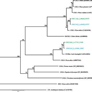 Phylogenetic Tree Showing The Relationships Between Known Constans