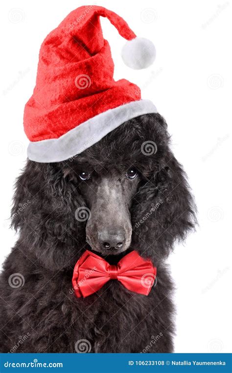 Christmas Puppy Poodle Stock Photo Image Of Surprise 106233108