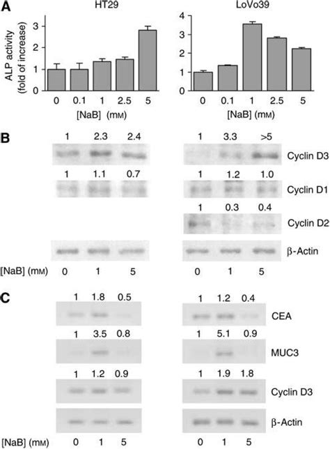 D Type Cyclins Expression During Induction Of Differentiation By Nab