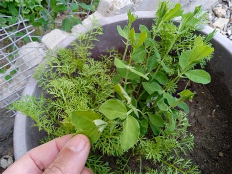 Growing Sweet Peas In Containers Is A Rewarding And Enjoyable Experience With The Right