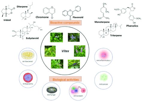 Bioactive Secondary Metabolites And Biological Activities Of Vitex Sp