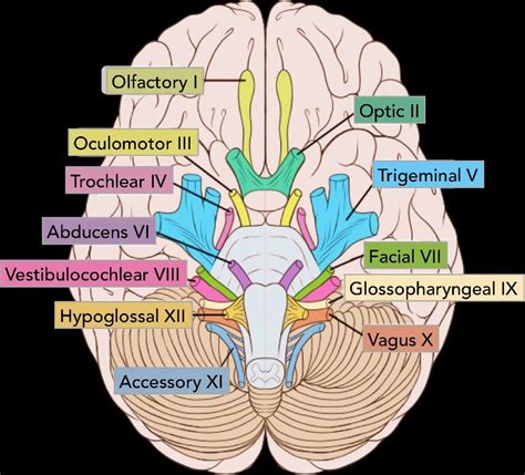 Cranial Nerves And Their Functions Diagram Anatomy Of Nervou