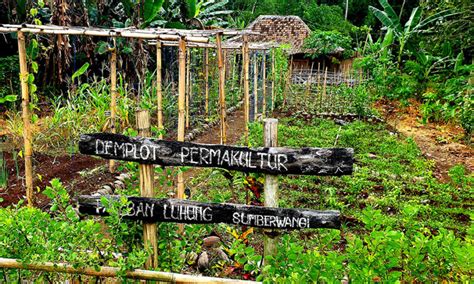 Permakultur Solusi Pertanian Berkelanjutan