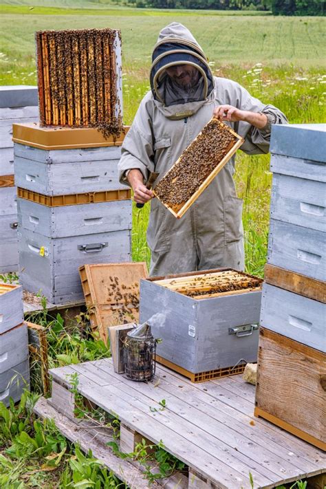 Miel Produit Au Finist Re En Bretagne La Danse Des Abeilles