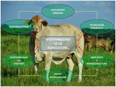 Generalidades de la Ganadería Bovina La ganadería vacuna y el