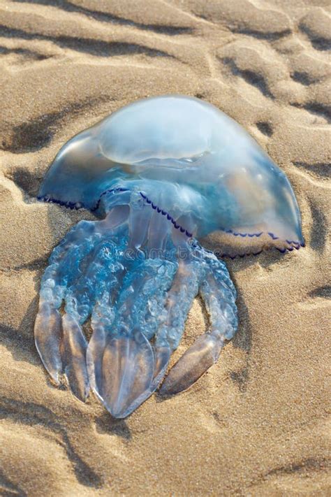 Jellyfish On The Sand Stock Photo Image Of Life Beached 11621322