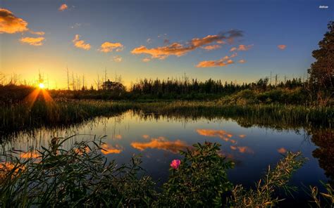 Pond Wallpaper Pictures Wallpaperset