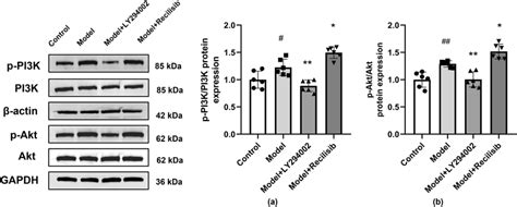 PI3K Inhibition Hindering The Activation Of The PI3K Akt Signaling In