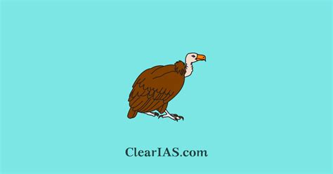 Vulture Conservation in India - ClearIAS