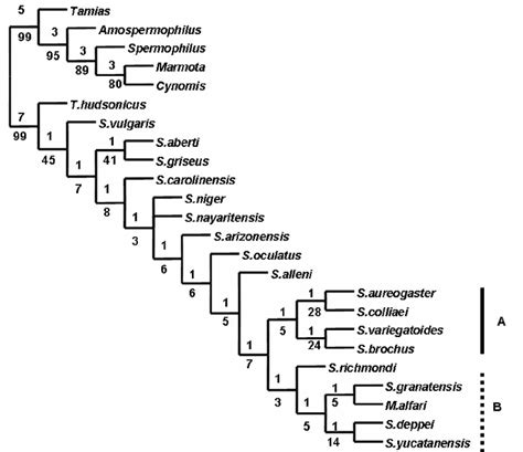 A Single Most Parsimonious Tree Found Of The Mesoamerican Sciurus Download Scientific Diagram