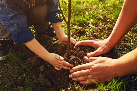 Fiesole sarà piantato un albero per ogni nuovo nato anche nellanno