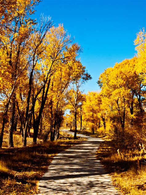 Wyoming State Tree | Plains Cottonwood