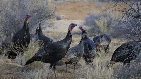 Deadly Bird Flu Reappears In Us Commercial Poultry Flocks In Utah South Dakota