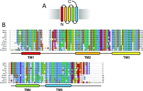 Sequence Alignment Of Eukaryotic TSPO Homologues A TSPO Topology In