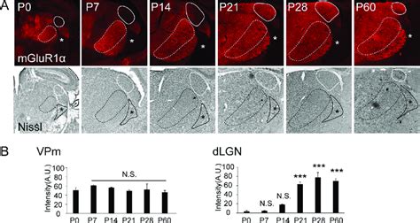 Developmental Expression Of MGluR1 In VPm And Reticular Nuclei A