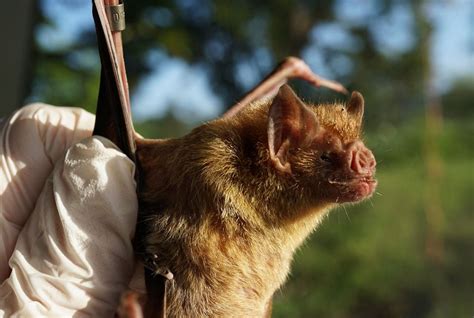 Vampire Bats Feeding On Humans