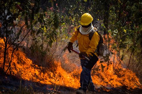 Suman 980 hectáreas perdidas por incendios forestales en Michoacán