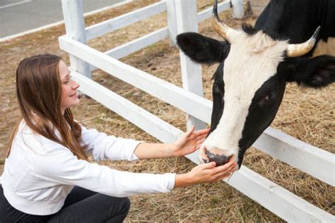 Cow Hug Stock Photos Pictures And Royalty Free Images Istock