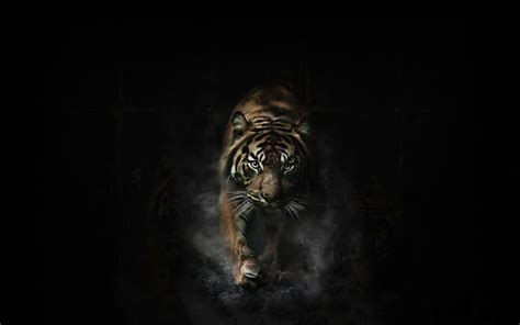 King of the Forest Tiger HD Desktop, Tablet, Mobile Wallpapers – YL ...