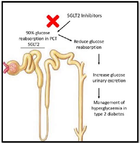 Mechanism Of Action Of Sodium Glucose Transporter 2 Inhibitors