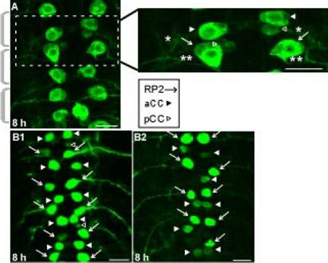 Gfp Expression To Identify And Track Neurons A Left Confocal Image