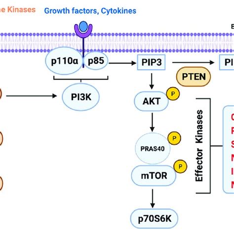 Schematic Representation Of Pi K Akt Mtor Signaling Pathway And Its