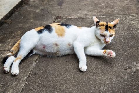 Tr Chtigkeit Bei Katzen Alle Infos Zu Schwangerschaft Und Geburt