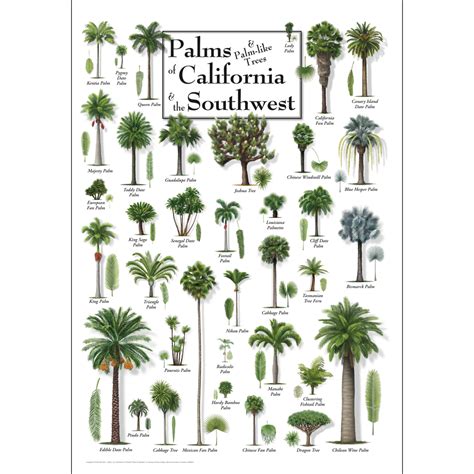 Palm Tree Identification Poster