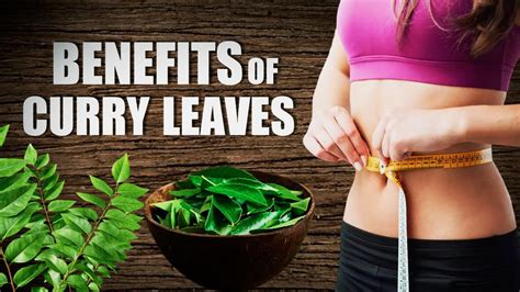 Curry Leaf Benefits Want To Lose Weight Add Kadi Patta In Your Diet Know It