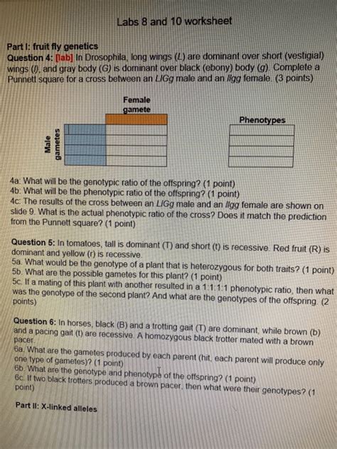 Fruit Fly Punnett Square Worksheet Genetics With Drosophila F1