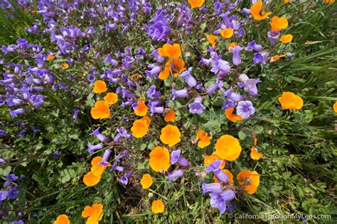 Where to See Wildflowers in Chino Hills State Park - California Through ...